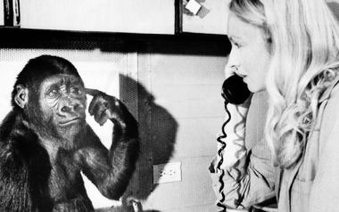 Πέθανε 46 ετών  η Κόκο, ο θηλυκός γορίλλας που επικοινωνούσε με τη νοηματική