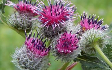 Κολλιτσίδα: Ένα από τα 10 ισχυρότερα βότανα στον κόσμο