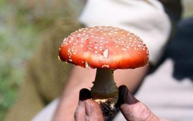 Τραγωδία: Πέθανε ο μαθητής που έφαγε τα δηλητηριώδη μανιτάρια