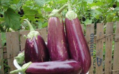 Τα 10 οφέλη της μελιτζάνας στην υγεία μας...