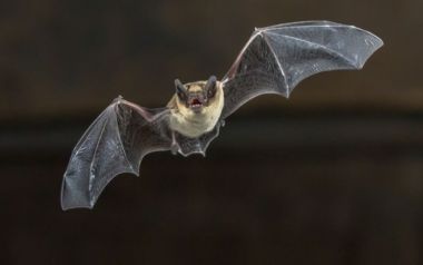 10 τραγούδια με αναφορά σε νυχτερίδες