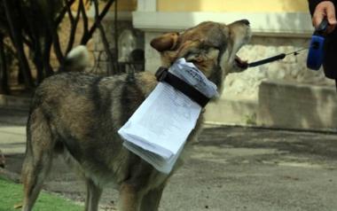 Τουλάχιστον ας διαλέγουν τα ικανά κομματόσκυλα