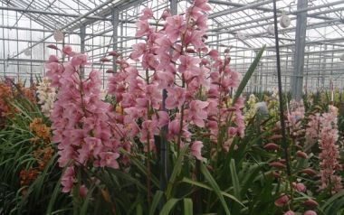 12 φυτά που δίνουν θετική ενέργεια στο σπίτι...