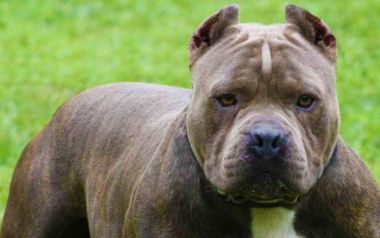 Στην εντατική βρέφος που δέχτηκε επίθεση από πίτμπουλ στην Φωκίδα