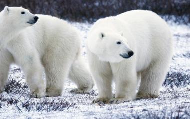 Θα εξαφανισθούν; Δραματικές προβλέψεις των επιστημόνων για τις πολικές αρκούδες