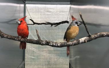 Σπάνια και εξωτικά πτηνά γεννιούνται και μεγαλώνουν στην Αττική