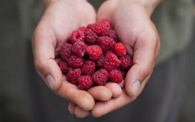 5 σημαντικοί λόγοι για να τα εντάξετε τα βατόμουρα στη διατροφή σας