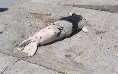 Φρίκη: Ξεβράστηκε πυροβολημένη φώκια στον Άγιο Νικόλαο Κρήτης