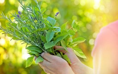 Αυτά είναι τα 10 καλύτερα βότανα για να ρίξετε την πίεση 