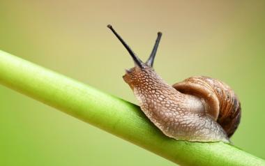 Σαν τα σαλιγκάρια, 11 τραγούδια με αναφορά σ'αυτά