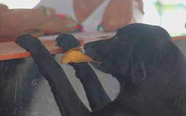 Αυτό το απίστευτο σκυλάκι «αγοράζει» κουλουράκια πληρώνοντας με φύλλα δέντρου!