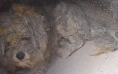 Σκύλος επιβίωσε από την φωτιά στο Μάτι κρυμμένος μέσα σε φούρνο