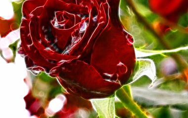 Happy Valentine's Day! Ένα τριαντάφυλλο 1000 δραχμές!