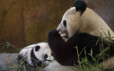 Τρία γιγάντια πάντα, οι σταρ του ζωολογικού κήπου της Μαδρίτης