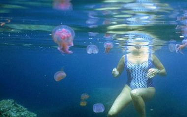 Τσούχτρες έκαναν ήδη την εμφάνισή τους στον Κορινθιακό