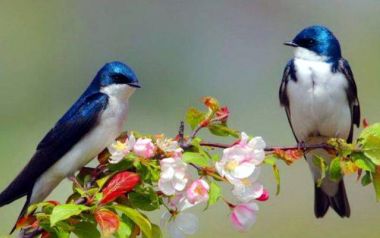  Κώστας Καρυωτάκης:  Έφτασ’ η ώρια Άνοιξη -το λεν τα χελιδόνια...