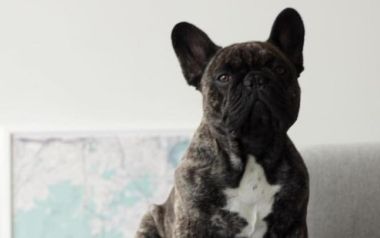 Πέθανε η Ζα-Ζα, το ασχημότερο σκυλί στον κόσμο