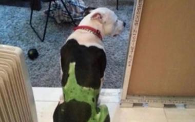 Με προϊστορία ως προς την κακοποιητική συμπεριφορά απέναντι σε ζώα ο δράστης στην Αιδηψό