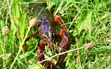 Bug