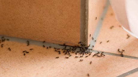 14 φυσικοί τρόποι για να απομακρύνετε τα μυρμήγκια από το σπίτι