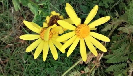 Άρνικα (arnica montana): Μια μαργαρίτα που μας θεραπεύει