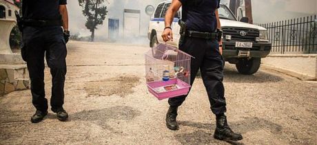 Πώς μπορείτε να βοηθήσετε τα πληγωμένα από τις πυρκαγιές ζώα
