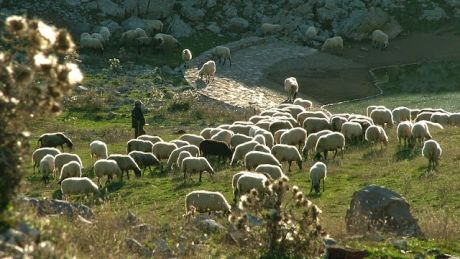 Παρά τη σχετική ανομβρία, το κουτόχορτο είναι άφθονο