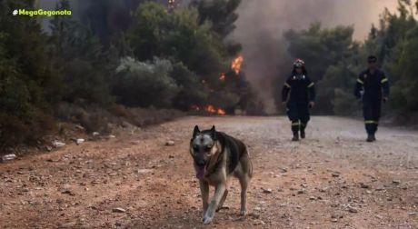 Ανυπολόγιστες απώλειες σε άγρια και οικόσιτα ζώα από τις φωτιές