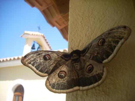 Οδυσσέας Ελύτης: μια πεταλούδα πέταξε απ’ τα στήθεια μας