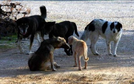 «Η Μπαλάντα Των Αδέσποτων Σκυλιών» Στέλιος Γιαννόπουλος