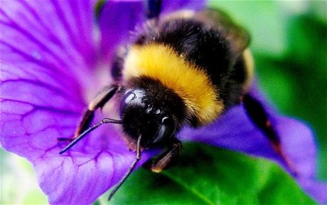 10 τραγούδια για τις Μέλισσες