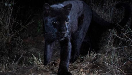 Η «μυθική» μαύρη λεοπάρδαλη φωτογραφήθηκε μετά από 100 χρόνια