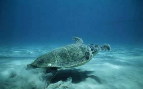 SOS για την διάσωση της Μεσογείου εκπέμπει η WWF