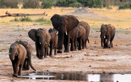 Προς εξαφάνιση των ελεφάντων λόγω λαθροθηρίας
