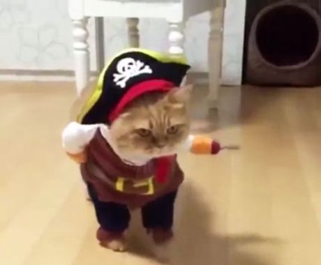 Μια γάτα σε ρυθμούς Halloween...