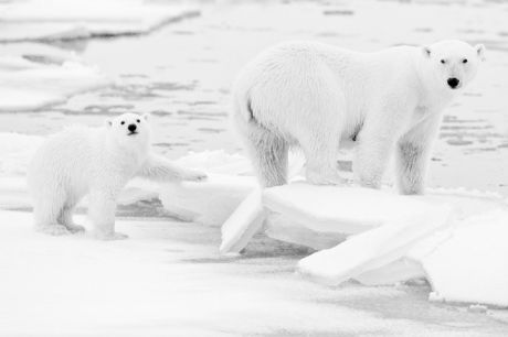 Υπέροχες φωτογραφίες της άγριας ζωής από την Αρκτική και την Ανταρκτική