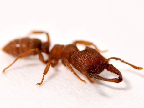 Το μυρμήγκι «Δράκουλας» κατέχει πλέον το ρεκόρ του ζώου με την πιο γρήγορη κίνηση στη φύση