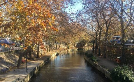 Συναγερμός στο νομό Τρικάλων, καθώς τα πλατάνια αργοπεθαίνουν από μια βαριά ασθένεια.