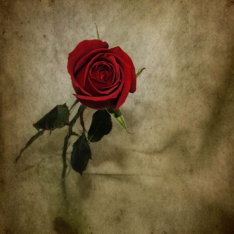 11 τραγούδια για τριαντάφυλλα