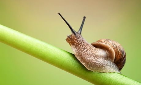 Σαν τα σαλιγκάρια, 11 τραγούδια με αναφορά σ'αυτά