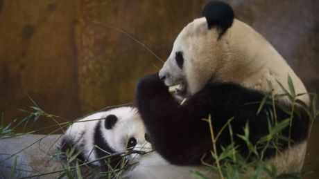 Τρία γιγάντια πάντα, οι σταρ του ζωολογικού κήπου της Μαδρίτης