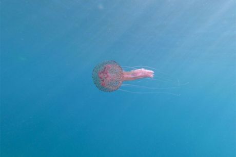 Το Σαββατοκύριακο μωβ μέδουσες στην Αττική εμφανίστηκαν σε περισσότερες παραλίες © inaturalist.org