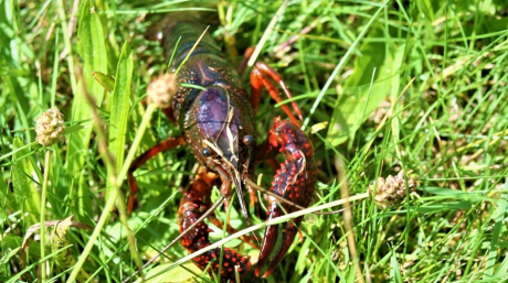 Bug